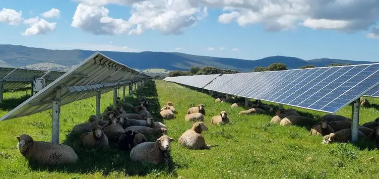 استفاده از agrivoltaics به استفاده کارآمد از زمین کمک می کند و از پاکسازی زمین های قابل کشت صرفاً برای تولید انرژی جلوگیری می کند، شرکتهای بزرگ انرژی در پروژههای agrivoltaic سرمایهگذاری میکنند و Lightsource BP و Shell در حال توسعه ظرفیتهای قابل توجهی در ایالات متحده هستند.